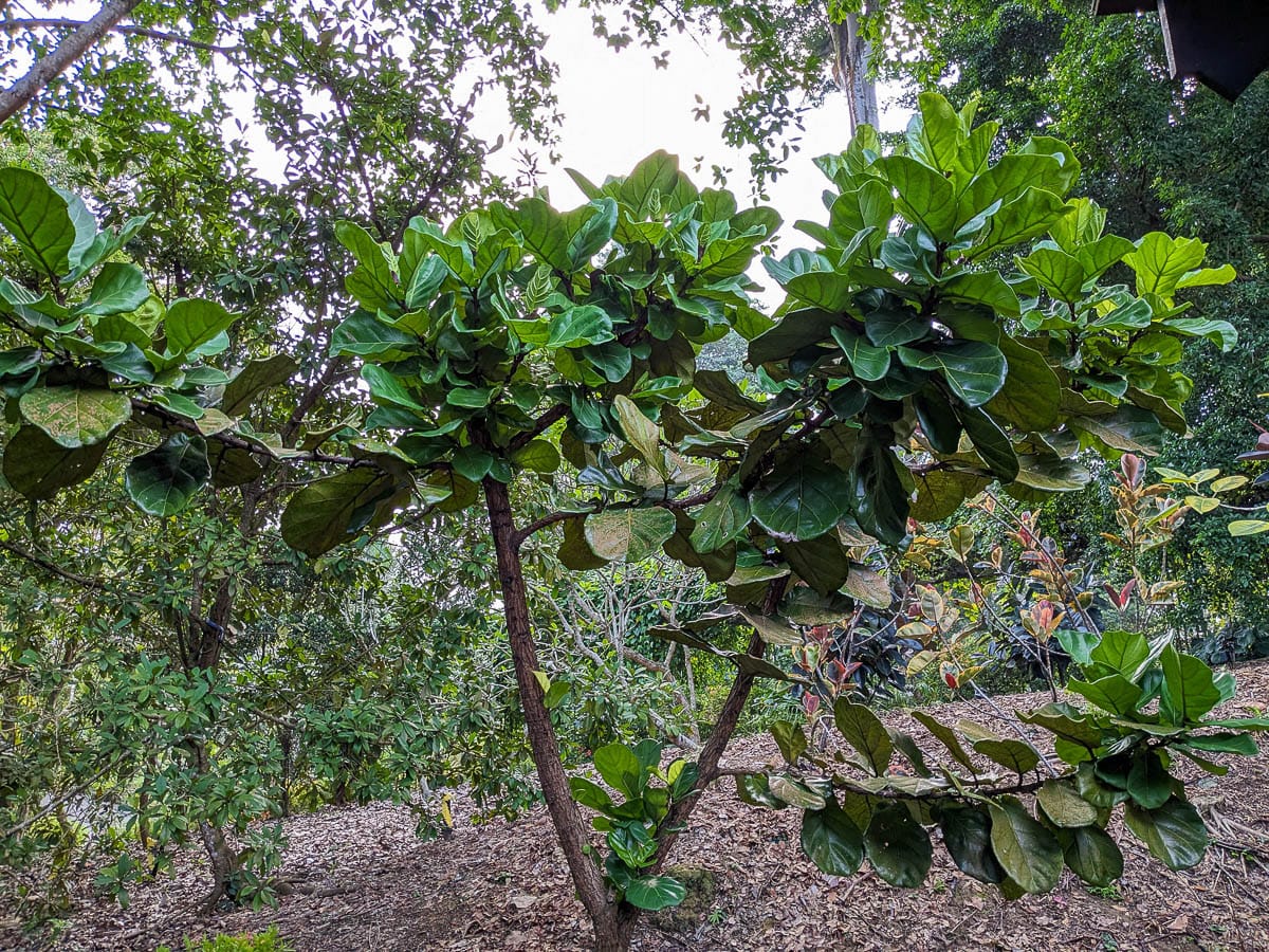 A large Fiddle Leaf Fig grown in true ground.